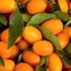 Kumquat Fruit |Buy Fresh Kumquats UK