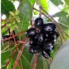 Duhat Fruit |Buy Java Plum Jamun UK
