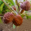 Buy Red Atemoya Fruit UK |Exotic Tropical Delight