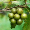 Buy Scuppernong Muscadine Grapes UK |Rare Exotic Grapes