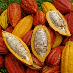 Fresh Cacao Fruit |Buy Cacao Pods UK