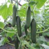 Mini Cucumbers |Buy Fresh Baby Cucumbers UK