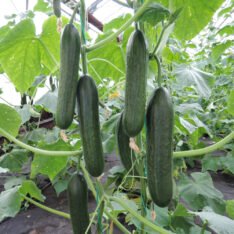 Mini Cucumbers |Buy Fresh Baby Cucumbers UK