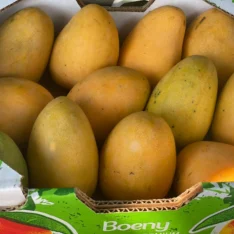 Mingolo Mango |Buy Fresh Mangos UK