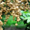 Longan Fruit |Buy Fresh Longan Tropical Fruit UK