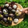 Buy Mangosteen Fruit UK |Fresh Tropical Superfruit