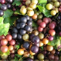 Muscadine Grapes |Buy Fresh Muscadine UK