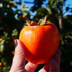 Buy Spanish Persimmons Fruit UK |Fresh Kaki Fruit