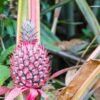 Buy Pinkglow® Pineapple UK |Rare Pink Pineapple Fruit