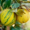 Buy Pink Lemons UK |Fresh Variegated Lemons Online