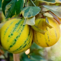 Buy Pink Lemons UK |Fresh Variegated Lemons Online