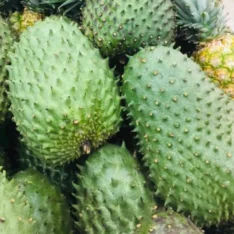 Fresh Soursop (Guanábana) |Buy Soursop UK Online