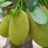 Jackfruit |Buy Online in the UK