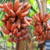 Buy Tropical Red Banana UK |Exotic Sweet Bananas