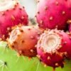 Buy Red Cactus Pear Fruit UK |Exotic Prickly Pears