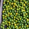 Green Spanish Plum |Buy Fresh Ciruela Verde UK