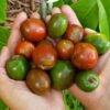 Ciruela Fruit |Buy Jocote Hog Plum UK