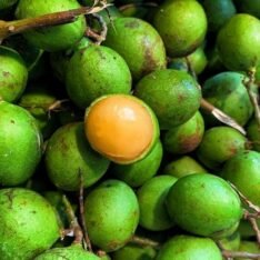 Buy Spanish Limes Fruit UK |Fresh Quenepa Mamoncillo