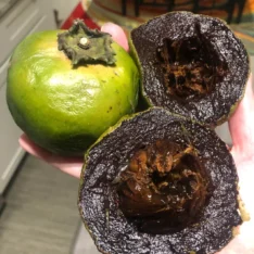 Fresh Black Sapote |Chocolate Pudding Fruit UK