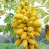 Golden Papaya – Buy Fresh Papaya Fruit UK