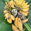 Buy Seeded Banana Fruit UK |Rare Exotic Bananas