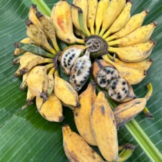 Buy Seeded Banana Fruit UK |Rare Exotic Bananas