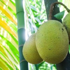 Jackfruit |Buy Fresh Jackfruit UK