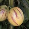 Pepino Melons |Buy Fresh Pepino Fruit UK