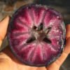 Buy Star Apple Tropical Fruit UK |Caimito Exotic Fruit