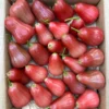 Wax Jambu Fruit UK