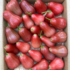 Wax Jambu Fruit UK