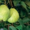 White Guava Tropical Fruit UK
