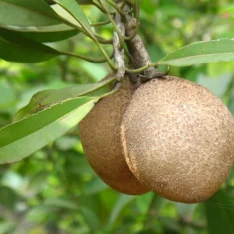 Tropical Sapodilla Fruit UK