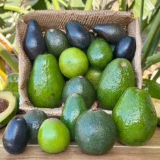 Buy Tropical Avocados Fruit UK |Exotic Creamy Avocados