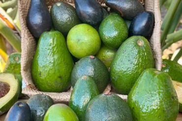 Buy Tropical Avocados Fruit UK |Exotic Creamy Avocados